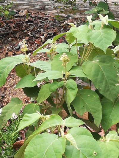Croton steenkampianus, photographed by Noeleen du Toit