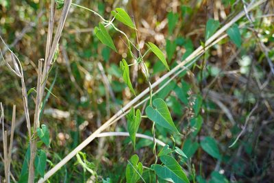 Cynanchum insipidum, photographed by Matthew Fainman
