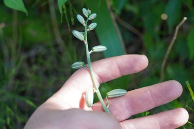 Albuca abyssinica, photographed by Matthew Fainman