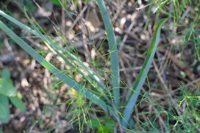 Albuca abyssinica, photographed by Matthew Fainman