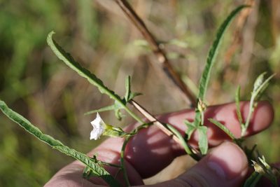 Convolvulus sagittatus, photographed by Matthew Fainman