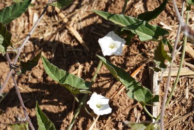 Convolvulus sagittatus, photographed by Matthew Fainman