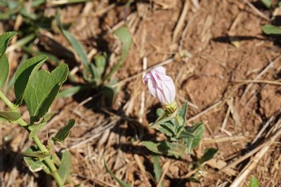 Oenothera tetraptera, photographed by Matthew Fainman