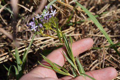 Pentanisia angustifolia, photographed by Matthew Fainman