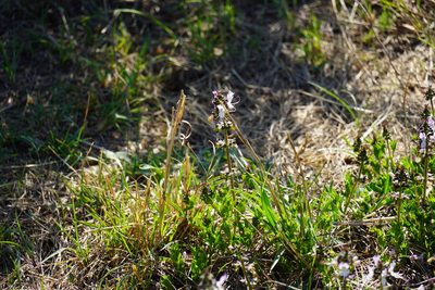 Ocimum obovatum, photographed by Matthew Fainman