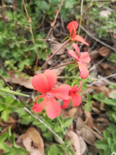 Pelargonium tongaense, photographed by Noeleen du Toit