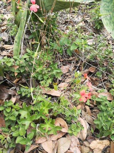 Pelargonium tongaense, photographed by Noeleen du Toit