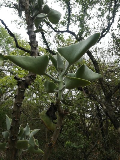 Kalanchoe beharensis, photographed by Noeleen du Toit