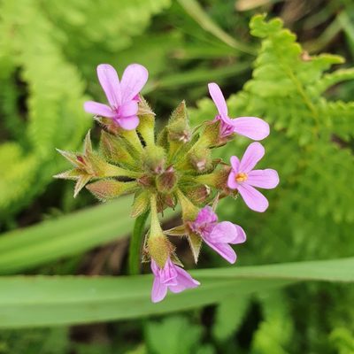 Pelargonium grossularioides, photographed by Corli du Toit Smith