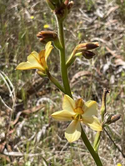 Wachendorfia brachyandra, photographed by Sean Privett