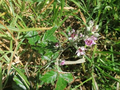 Rubus rigidus, photographed by flamelily