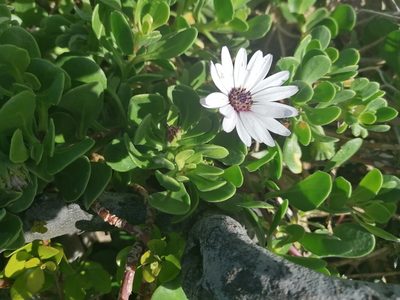 Dimorphotheca fruticosa, photographed by flamelily