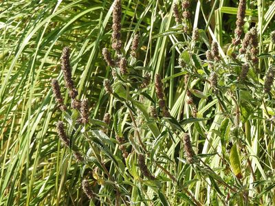 Buddleja stachyoides, photographed by Eduardo Luis Beltrocco