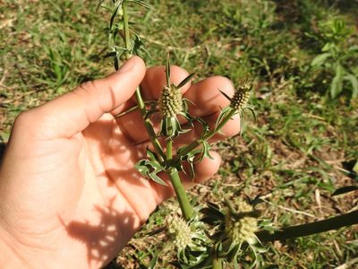 Eryngium coronatum, photographed by Eduardo Luis Beltrocco