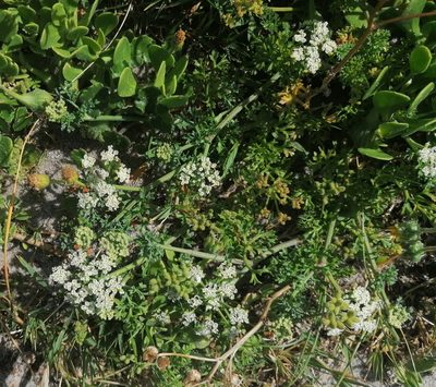 Dasispermum suffruticosum, photographed by flamelily