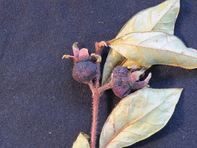 Campomanesia hirsuta, photographed by Victor Farjalla Pontes