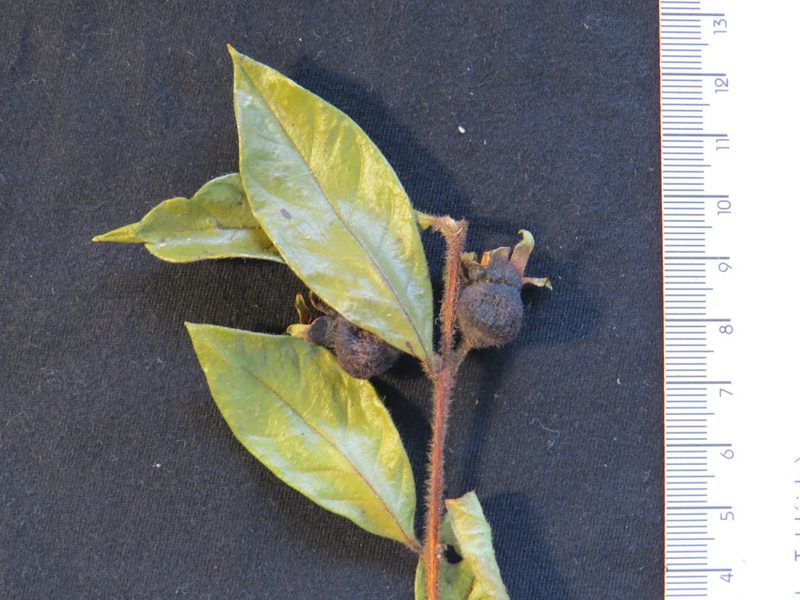 Campomanesia hirsuta, photographed by Victor Farjalla Pontes