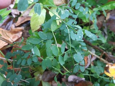 Vicia sylvatica, photographed by Julustan Sivtsev