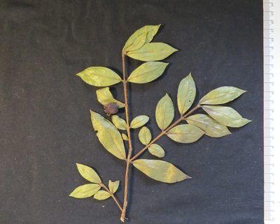 Campomanesia hirsuta, photographed by Victor Farjalla Pontes