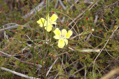 Moraea fugax, photographed by Tony Rebelo