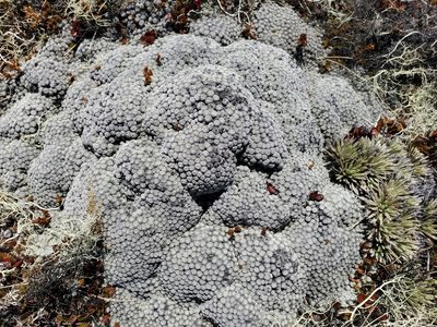 Raoulia bryoides, photographed by rempson