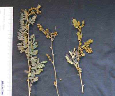 Machaerium macaense, photographed by Victor Farjalla Pontes