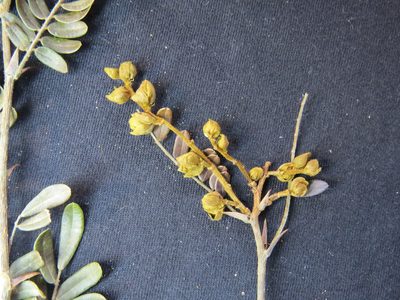 Machaerium macaense, photographed by Victor Farjalla Pontes