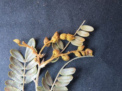 Machaerium macaense, photographed by Victor Farjalla Pontes