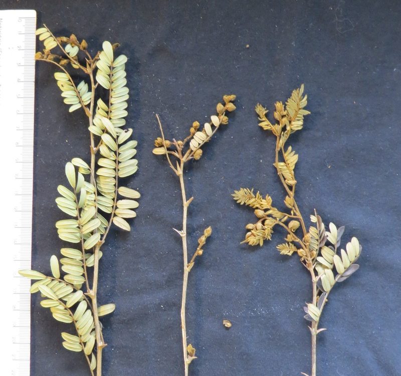 Machaerium macaense, photographed by Victor Farjalla Pontes