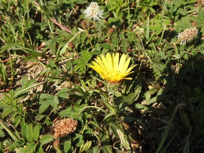 Grindelia scorzonerifolia, photographed by Eduardo Luis Beltrocco