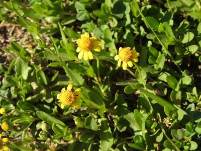 Acmella pusilla, photographed by Eduardo Luis Beltrocco