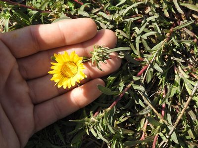 Grindelia scorzonerifolia, photographed by Eduardo Luis Beltrocco
