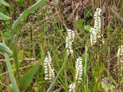 Spiranthes odorata