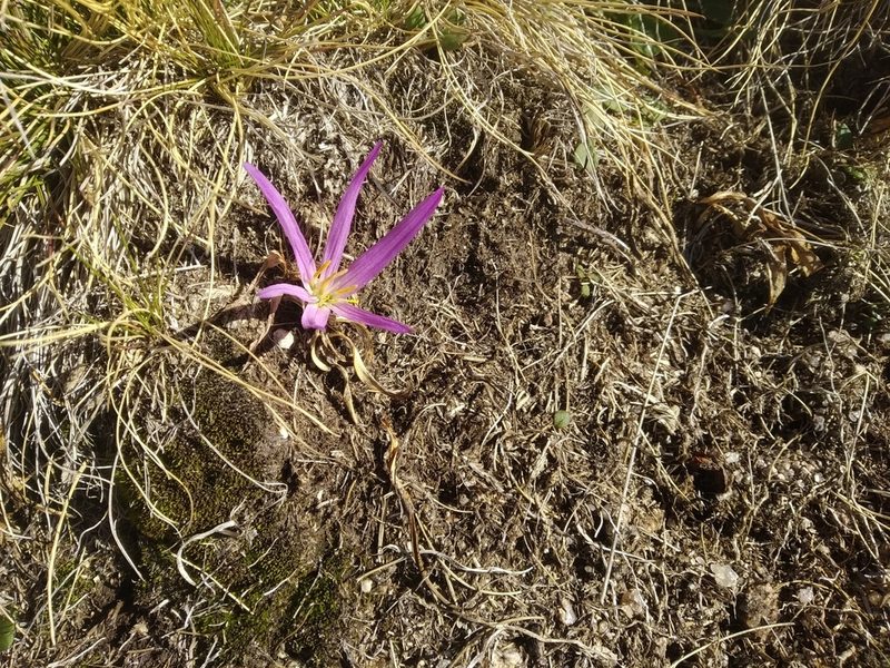 Colchicum montanum, photographed by Olivier Argagnon
