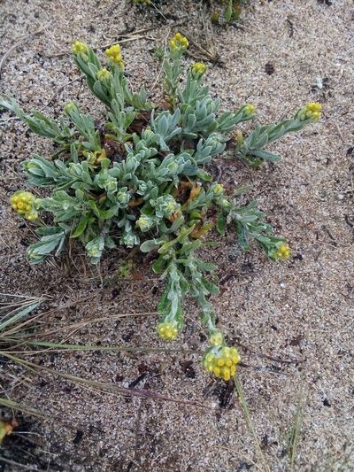 Pseudognaphalium cheiranthifolium, photographed by Francisco Liguori