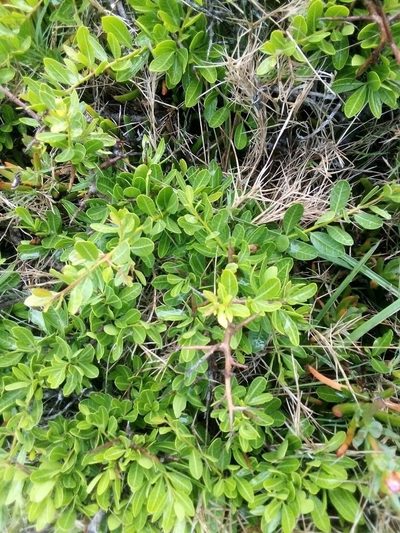 Schinus engleri, photographed by Francisco Liguori