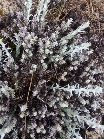 Lucilia acutifolia, photographed by Francisco Liguori