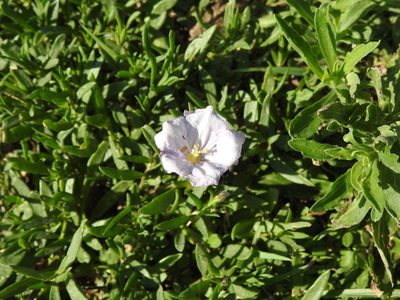 Nierembergia aristata, photographed by Eduardo Luis Beltrocco