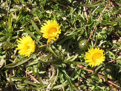 Grindelia scorzonerifolia, photographed by Eduardo Luis Beltrocco