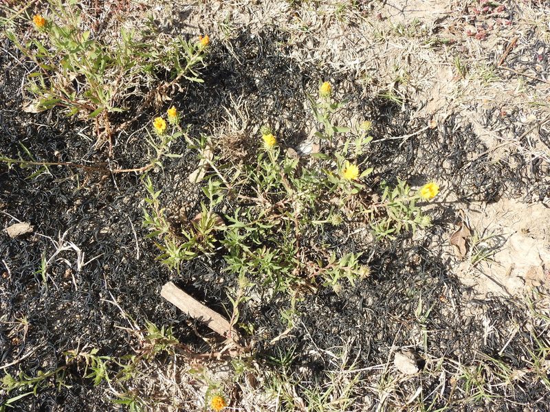 Grindelia cabrerae, photographed by Eduardo Luis Beltrocco
