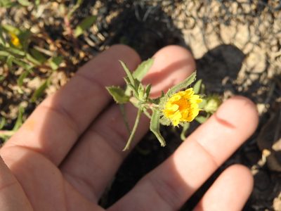 Grindelia cabrerae, photographed by Eduardo Luis Beltrocco