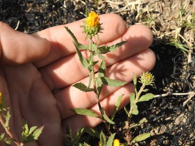 Grindelia cabrerae, photographed by Eduardo Luis Beltrocco