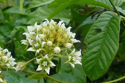 Fischeria stellata, photographed by Dieter Schulten