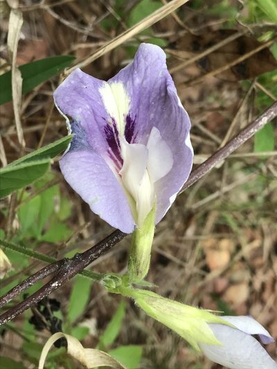 Clitoria guianensis, photographed by Mario Barroso