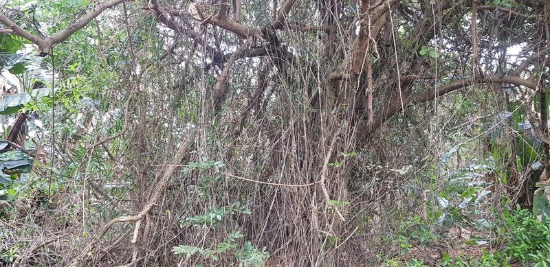 Flagellaria guineensis, photographed by Suvarna Parbhoo Mohan