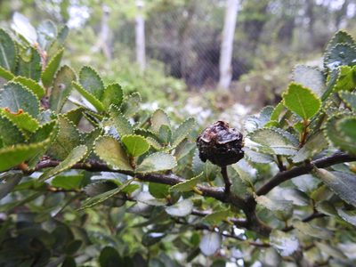Nothofagus betuloides, photographed by María Regina Silva