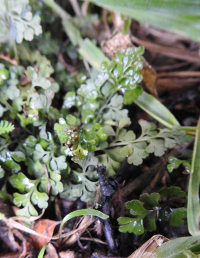 Asplenium dareoides, photographed by María Regina Silva