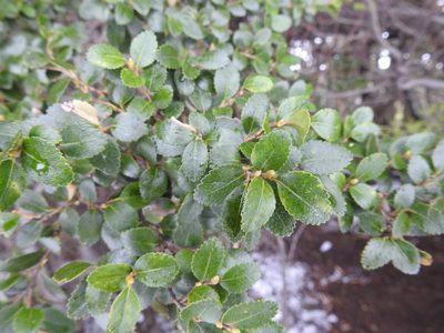 Nothofagus betuloides, photographed by María Regina Silva