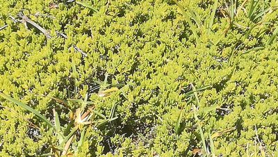 Drosanthemum candens, photographed by Dagmar Gleiss