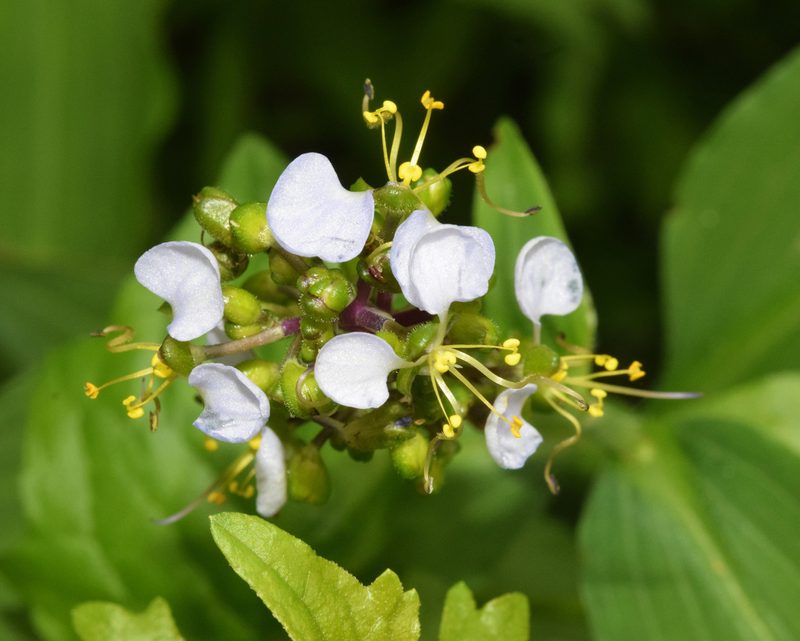 Aneilema dregeanum, photographed by Sunčana Bradley